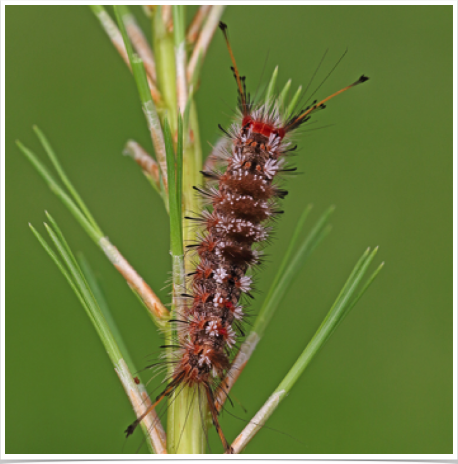 Dasychira manto
Manto Tussock Moth
Bibb County, Alabama